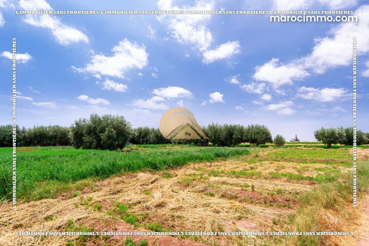 4-Hectare Farm with Olive Trees in Souihla, photo 4 of 25