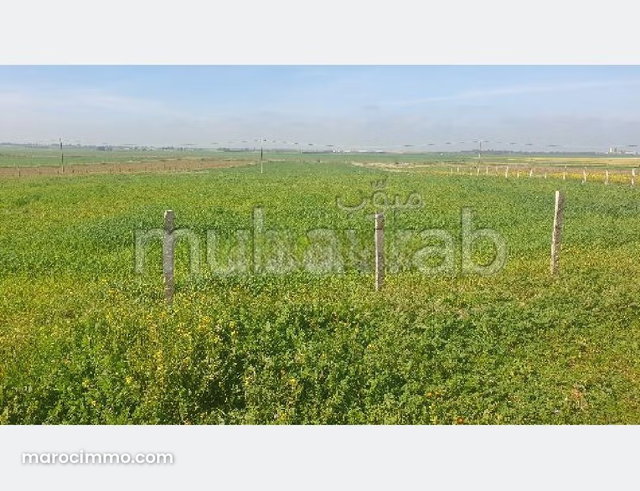 Terrain sur la route alkhayayta à vendre — 3