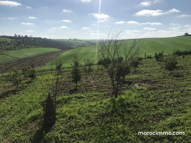Vente tres belle ferme à sidi yahya zaers — 5