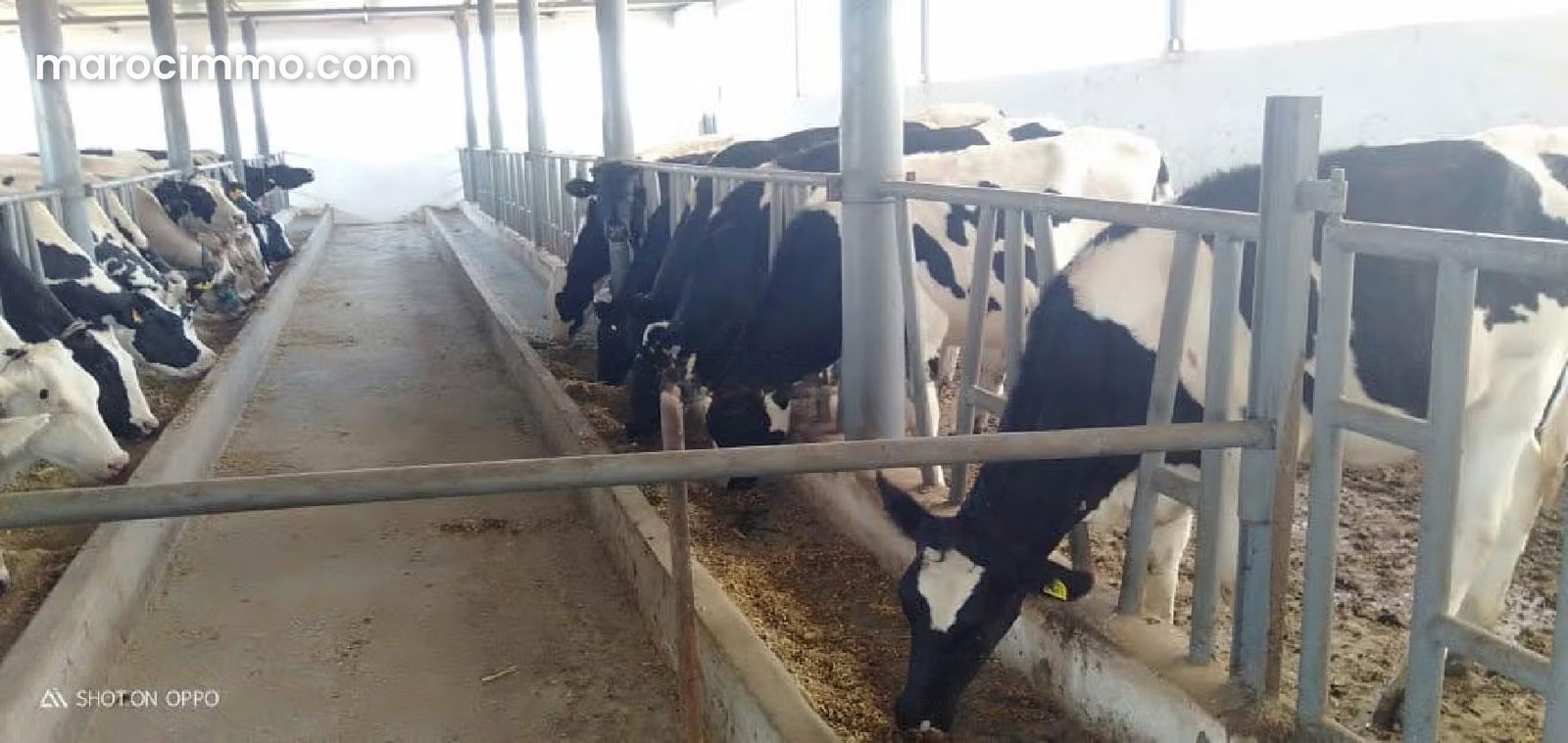 Ferme équipée de 16 hectares avec villa et vergers, Sidi Yahya Zaer — Sidi Yahya Zaer