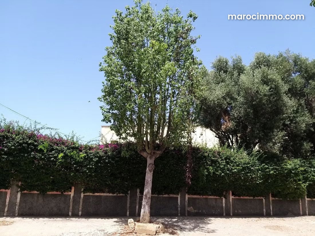 Terrain 1600 m² Californie, Casablanca, triple façade — Casablanca