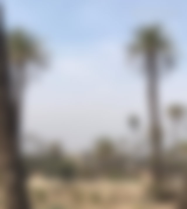 Terrain de 1,5 ha avec villa en cours, palmeraie de Marrakech — 2
