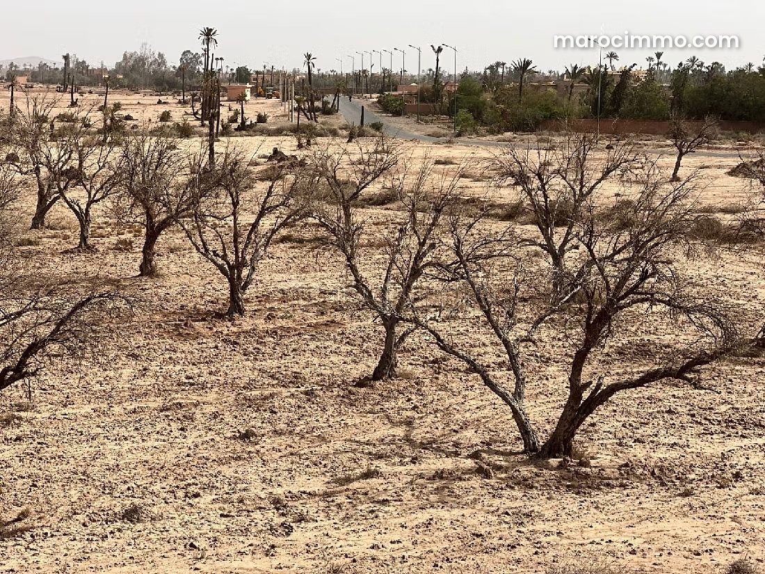 Terrain constructible 3,4 ha, Palmeraie, Marrakech — Marrakech