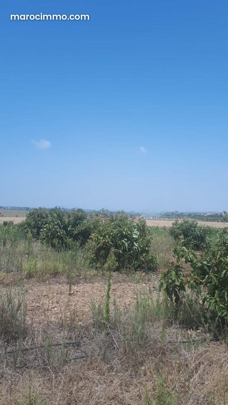 Ferme de 5 hectares titré en vente route de Fès