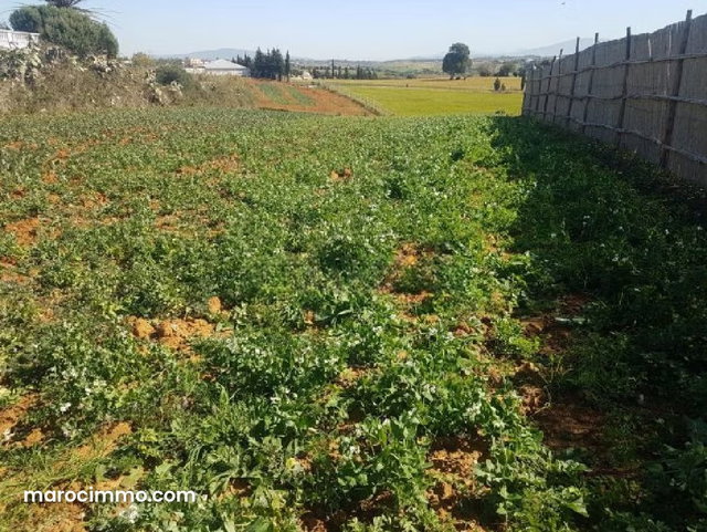 Grand Terrain constructible vue montagne et mer, Briech, Asilah — 2