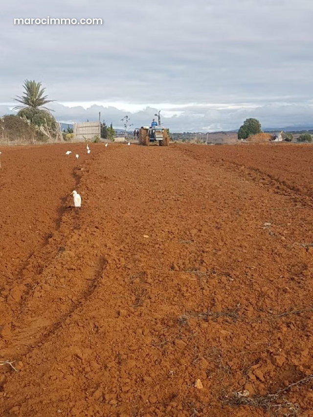 Grand Terrain constructible vue montagne et mer, Briech, Asilah — 3