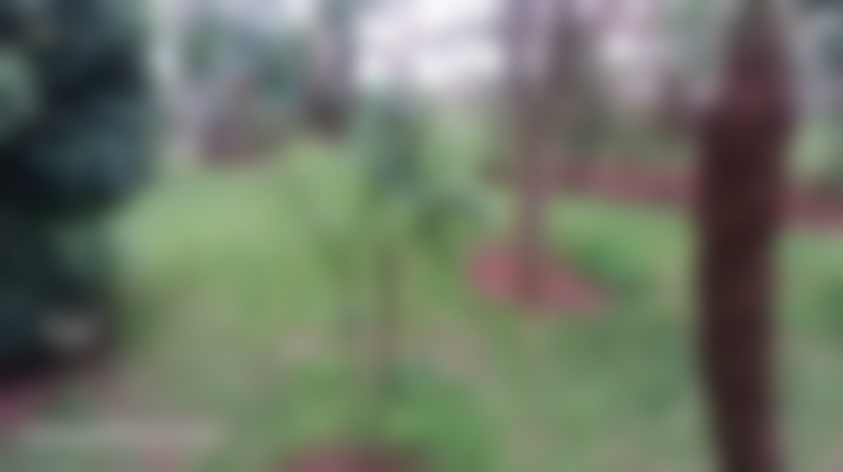 Villa 450 m² sur terrain rectangulaire, C.I.L, Casablanca