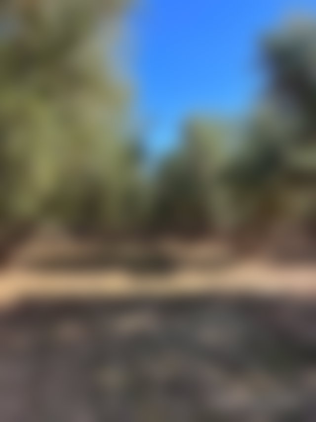 2-Hectare Farm on Ourika Road, Marrakech, for Sale — 4