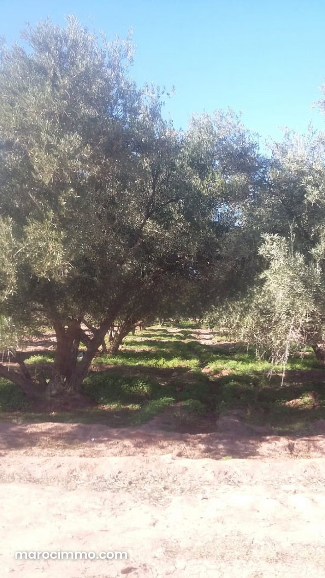 Une très bonne affaire rte Fès km20,4ha à 3.2M DH — 2
