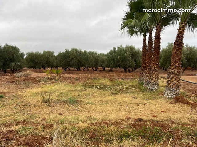 Bonne affaire Rte d'OURIK km25 à 1.850. 000 DH/Ha seulement — 4