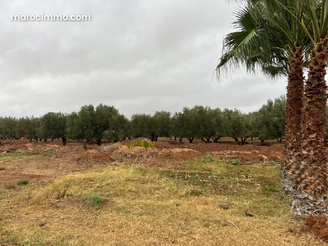 6-Hectare Plot on the Ourika Road, Marrakech – High Potential — Marrakesh