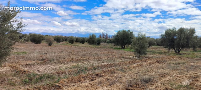 Terrain à acheter à Sidi Abdallah Ghiat. Superficie 24172 m² — Sidi Abdallah Ghiat
