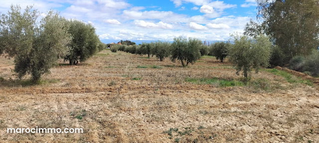 Terrain à acheter à Sidi Abdallah Ghiat. Superficie 24172 m² — 4