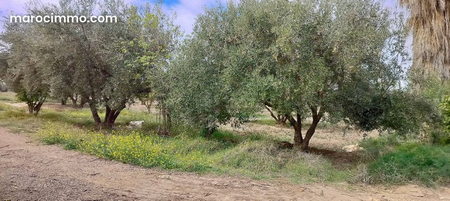 Terrain à acheter à Sidi Abdallah Ghiat. Superficie 24172 m² — 5