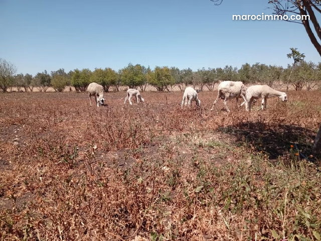 Une ferme de 5000 m2 à la vente sur Berrechid — 5
