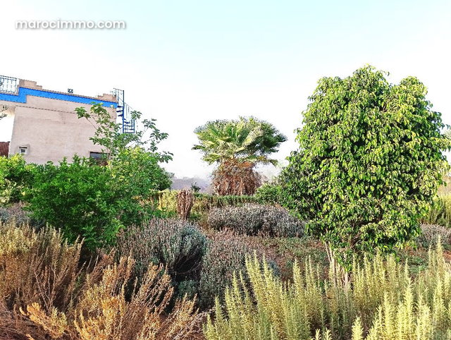 Ferme Titrée À Vendre à 28km de Marrakech — 3