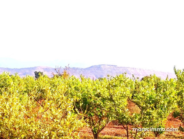 Ferme Titrée À Vendre à 28km de Marrakech — 2
