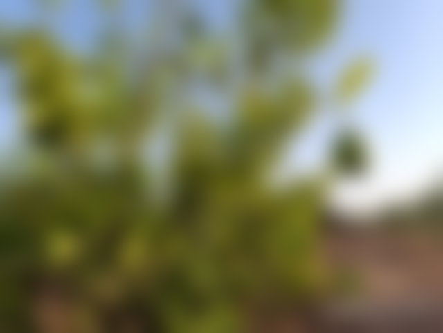 ضيعة فسيحة للبيع بطريق ورزازات مراكش — 4