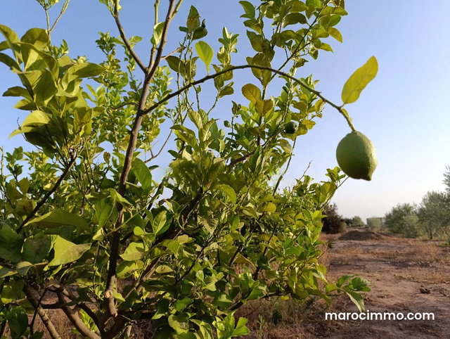 Ferme Titrée À Vendre à 28km de Marrakech — 4