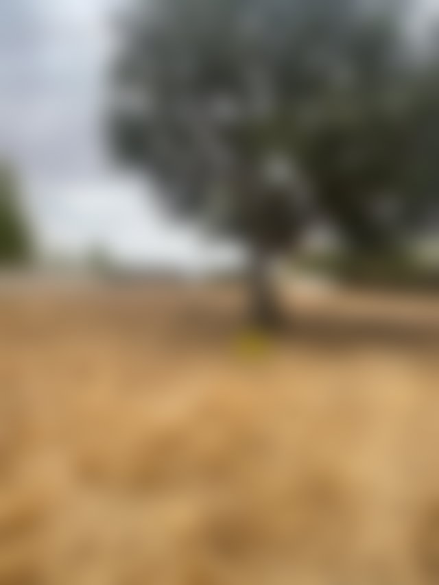 أرض 2200 م² بواجهتين مشمستين للبيع في حي المنزه — 3