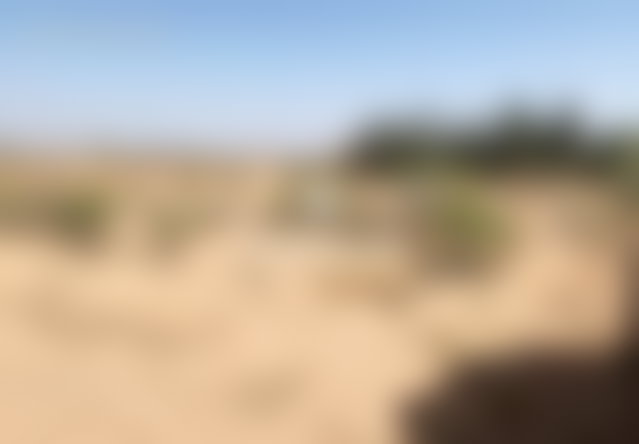 Terrain 1 hectare, Palmeraie de Marrakech, viabilisé et clos — 2