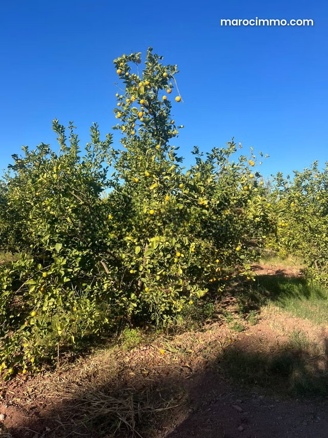 Farm on Fes Road 6 hectares — 3