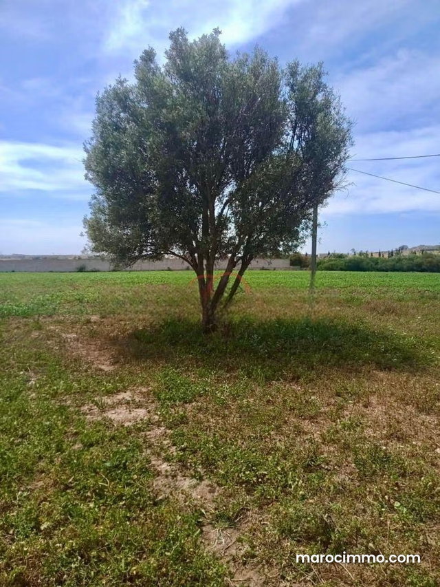 Vente Ferme à Safi — 5