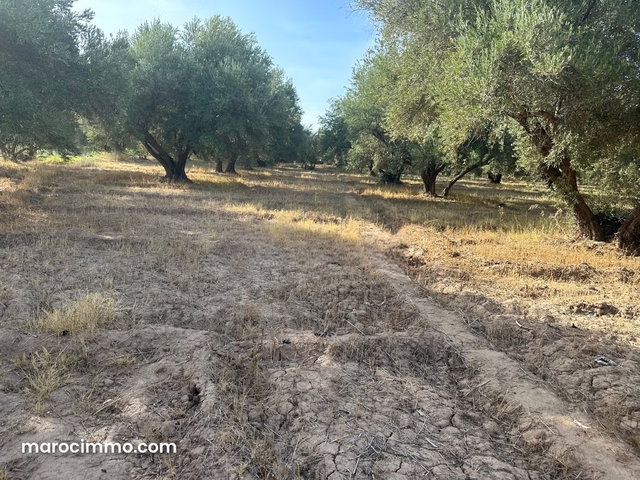 Land for sale on Route de Fez. 10,000 m² surface. — 5