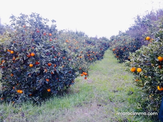 Farm for sale on Route de l'Ourika. Surface of m² — 3