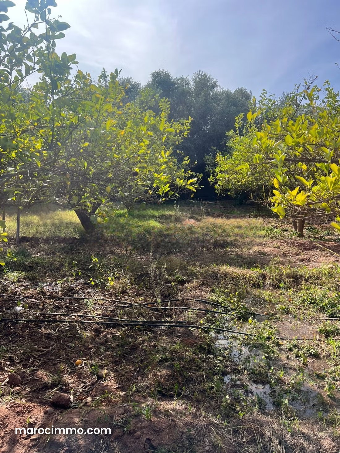 Ferme de caractère avec verger et puits, Route de Fès, Marrakech — Marrakech
