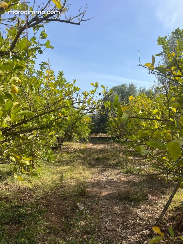 Farm for Sale on the Fes Road DON'T MISS OUT — 3