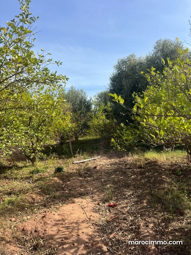 Farm for Sale on the Fes Road DON'T MISS OUT — 5