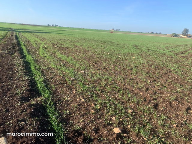 Sale Agricultural Land in Berrechid — 3