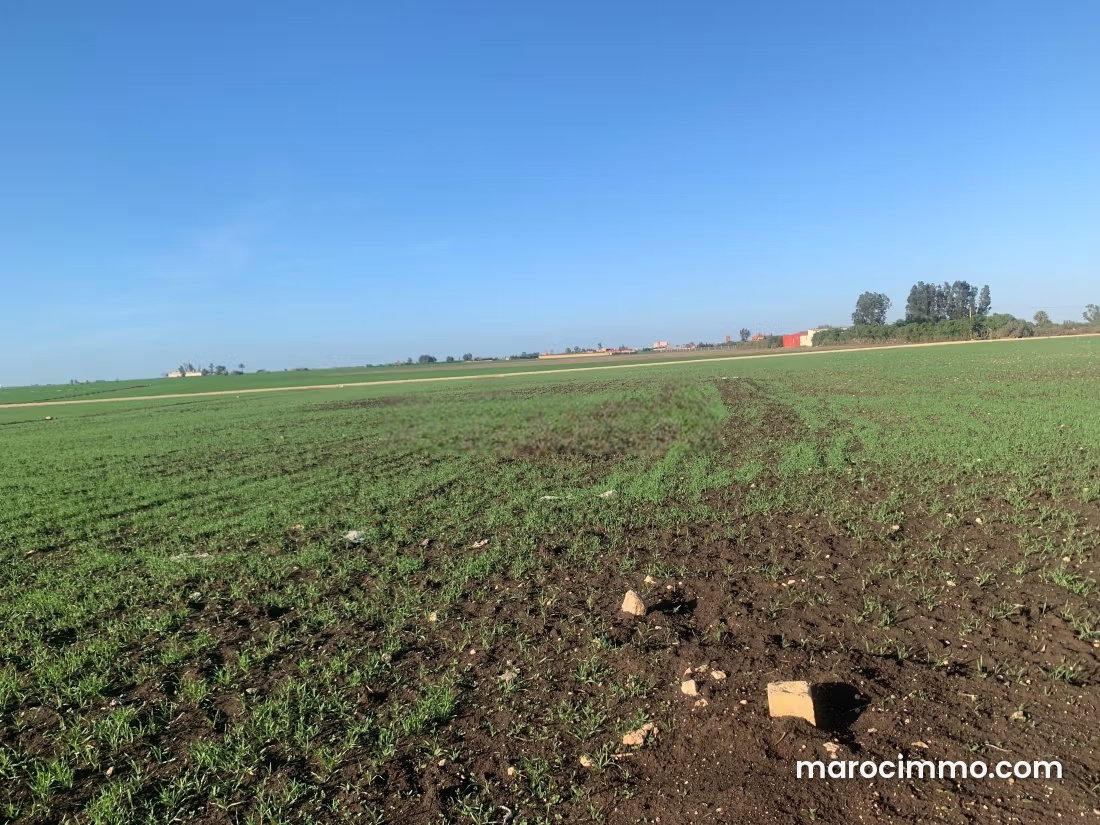 12,500 m² Agricultural Land for Sale in Berrechid — Berrechid