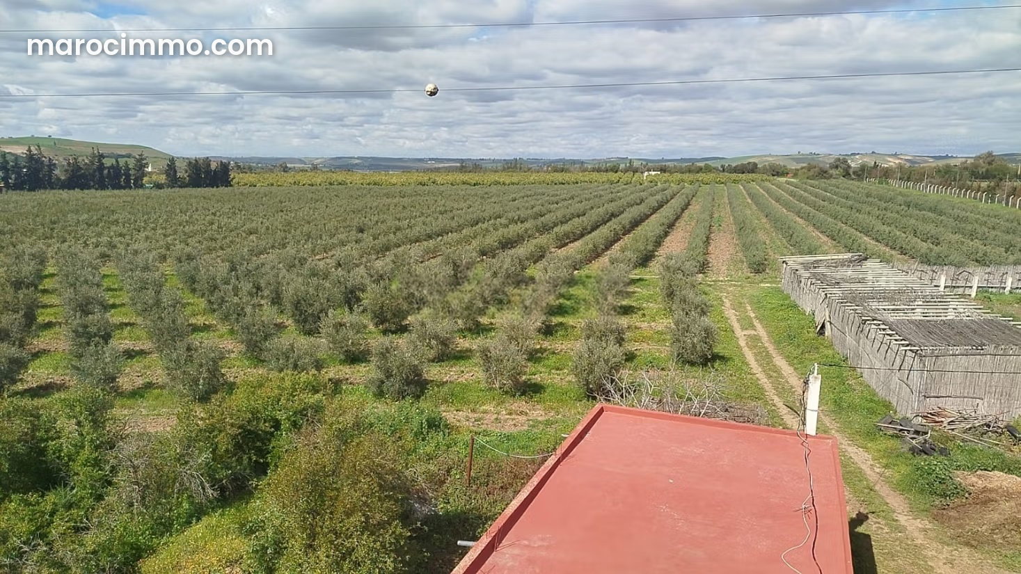 27 ha Farm in Sidi Allal El Bahraoui, Olive Groves and Vineyards — Sidi Allal El Bahraoui