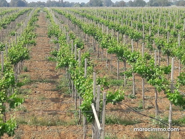 Magnifique ferme de 27 Hectares 4100 m à Shoul en vente — 3