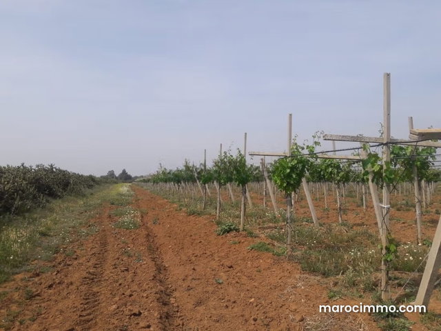 Magnifique ferme de 27 Hectares 4100 m à Shoul en vente — 5