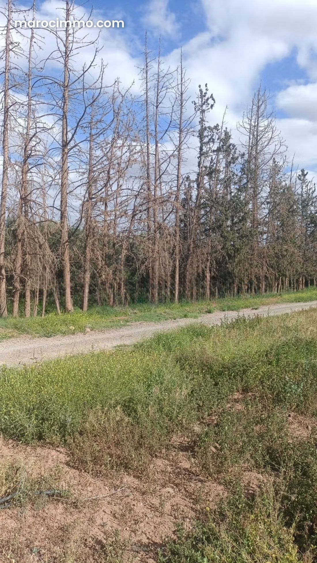 11-Hectare Titled Plot on the Ourika Road, Marrakech, Tourism Project — Marrakesh