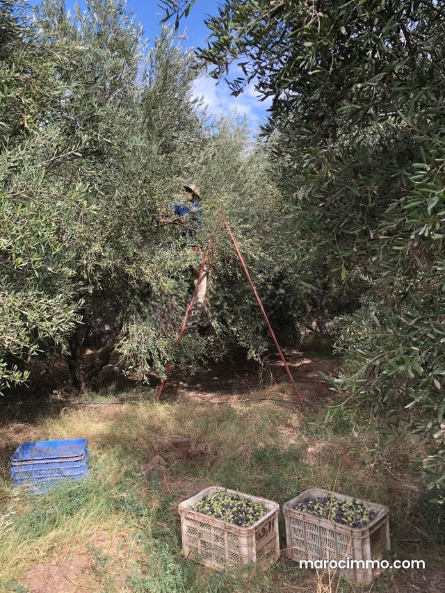 Vente Ferme à targa — 2