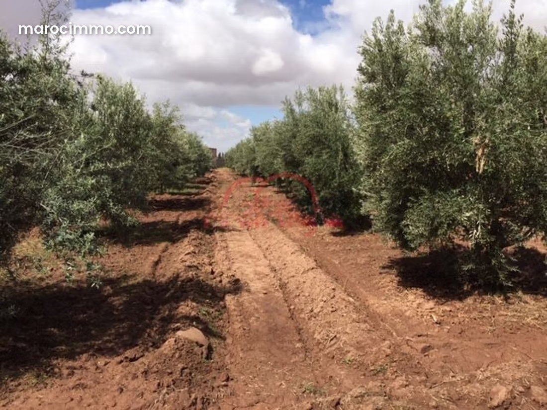 5-Hectare Agricultural Property in Hay Targa, Marrakech, with Olive Grove — Marrakesh