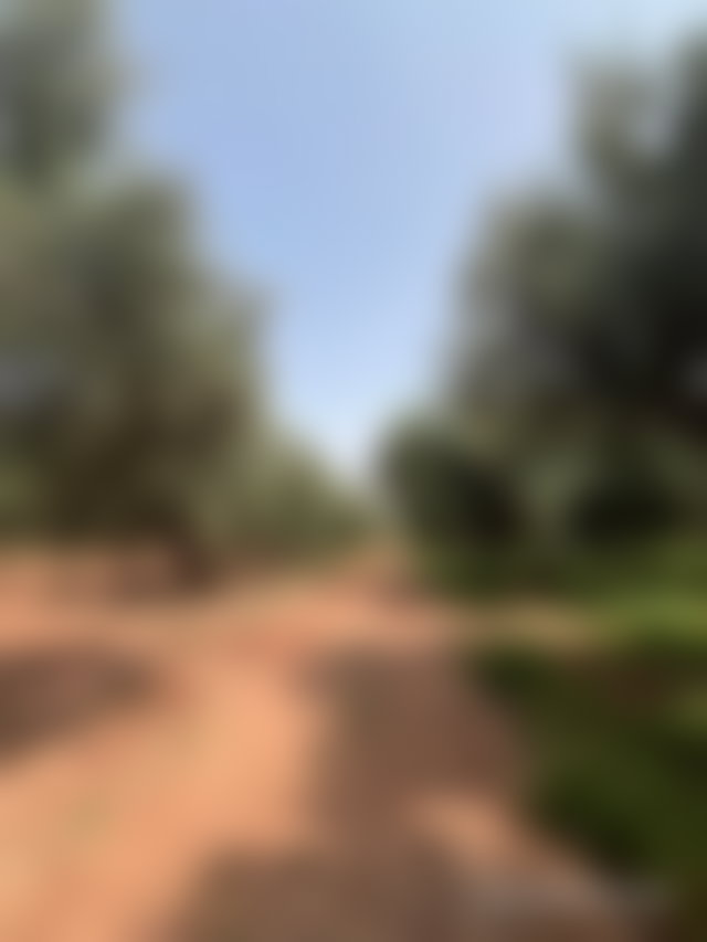 2-Hectare Farm with Olive Trees, Route de Fès, Marrakech — 3
