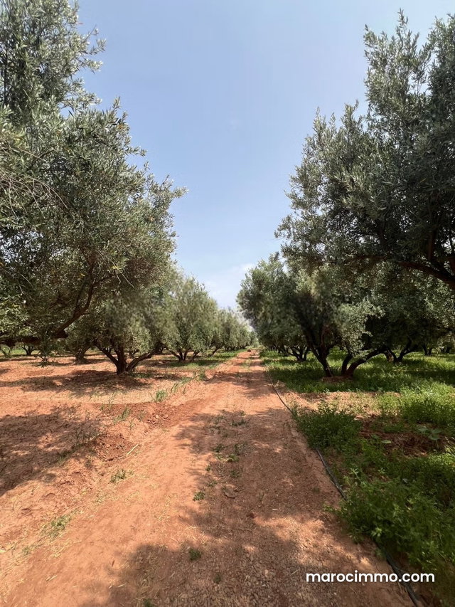 Ferme 2 hectares à vendre route de Fès Marrakech — 3