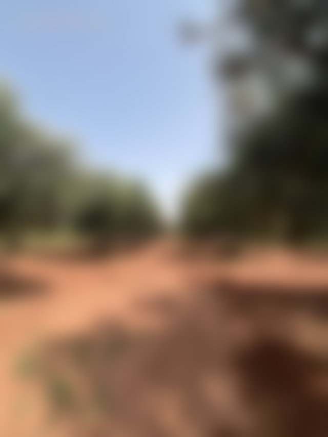 2-Hectare Farm with Olive Trees, Route de Fès, Marrakech — 5