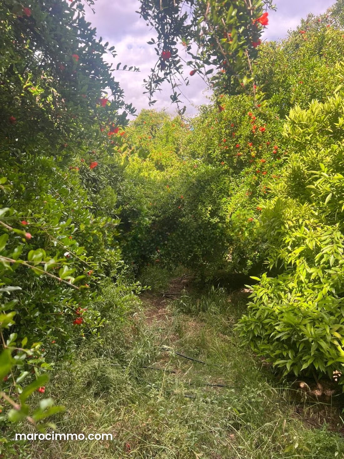 16,600 m² Plot in Marrakech’s Palmeraie, Hotel Development Project — Marrakesh