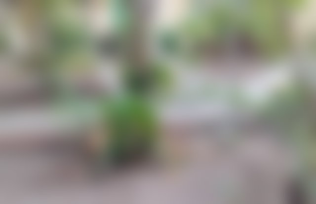 Villa 5 chambres avec jardin arboré, Port Tanger ville — 3
