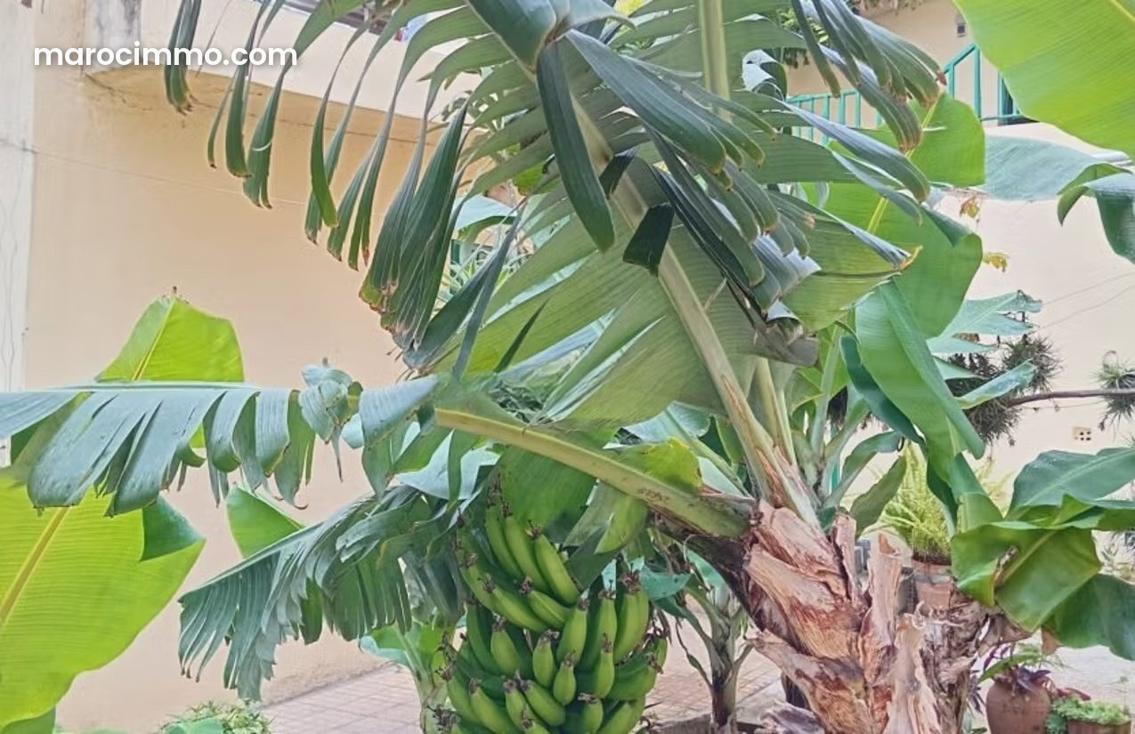 فيلا عائلية بحديقة مشرقة في حي ميناء طنجة — طنجة