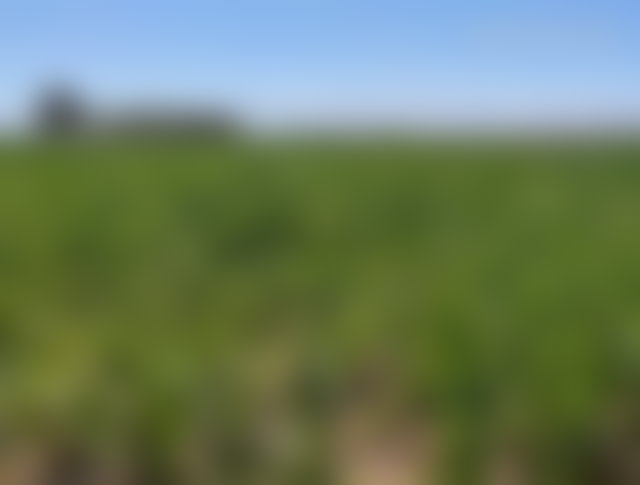 Terrain 3,8 hectares à bâtir, Route de Tahanaoute, Marrakech — 2