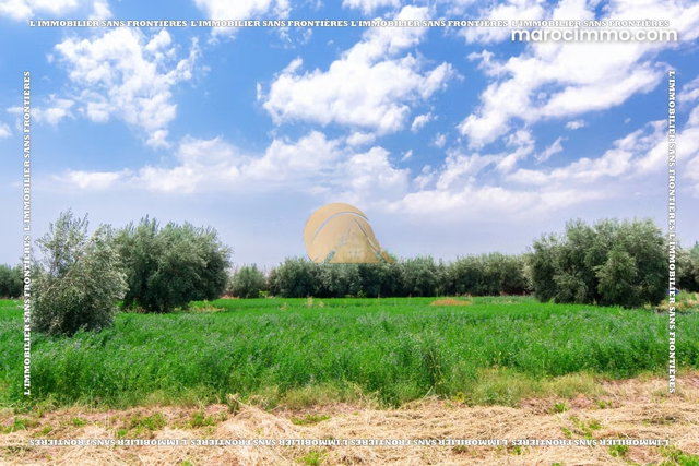 Farm for Sale — 4 Hectare Souihla, Marrakech — 5
