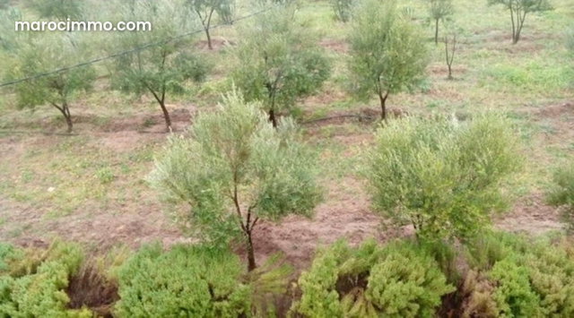 Land with building permit for sale km 50 route amizmiz 2 hectares of surface — 5