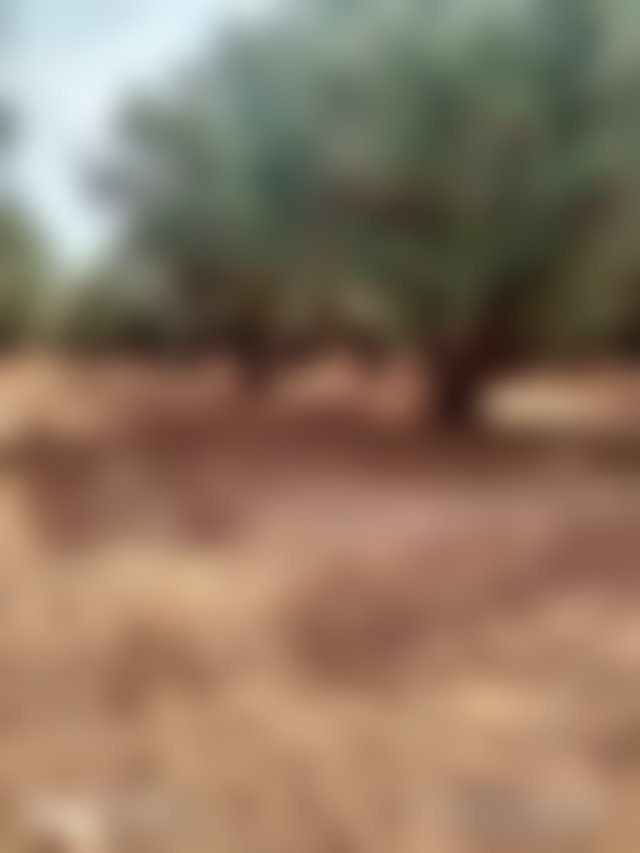 مزرعة مثمرة وڤيلا أنيقة للبيع بطريق فاس مراكش — 2